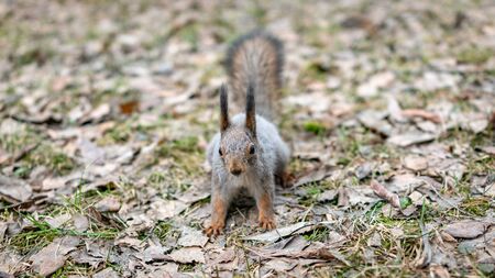 Squirrel eats nuts on fallen leaves in autumn. Squirrel in autumn park.の写真素材