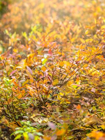 Branches with orange, green and yellow leaves in the autumn park. Nature backgroundの写真素材