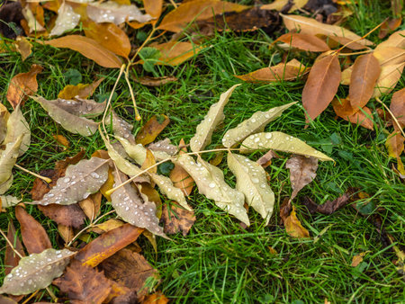 Fallen yellow and orange autumn maple leaves on green grass on the ground. Autumn horizontal...