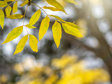 Maple branches with orange-yellow leaves in autumn, in the light of sunset. Acer negundo, or Box...