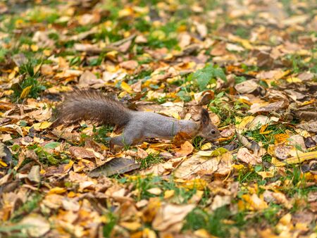 Squirrel in autumn on green grass with fallen yellow leavesの写真素材