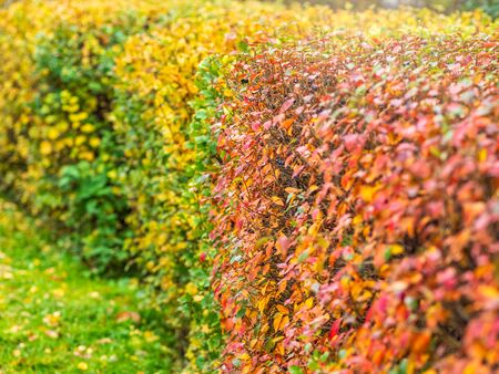 Branches with orange, green and yellow leaves in the autumn park. Nature backgroundの写真素材