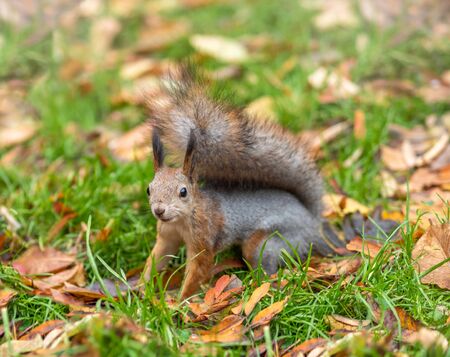 Squirrel in autumn on green grass with fallen yellow leavesの写真素材