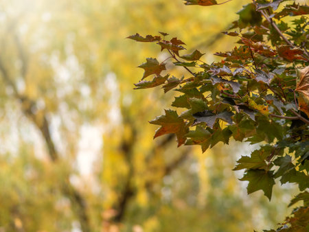 Autumn green, yellow and orange maple leaves. Autumn maple leaves background