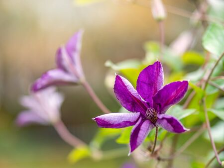 Large purple flowers in the sunset light. Close-up purple flowers on the blurred backgroundの写真素材