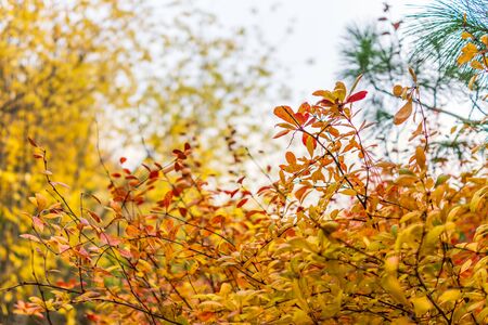 Branches with orange, green and yellow leaves in the autumn park. Nature backgroundの写真素材