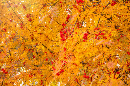 Red rowan berries in the autumn on branches with yellow leaves. Red berries on the yellow and orange...