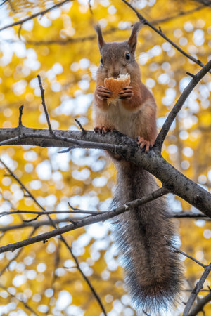 Autumn squirrel with a great tail sits on a branch. Wild animal. Autumn forest.