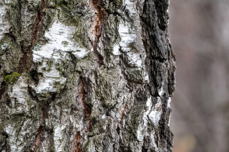 The texture of the birch bark. Birch bark backgroundの写真素材