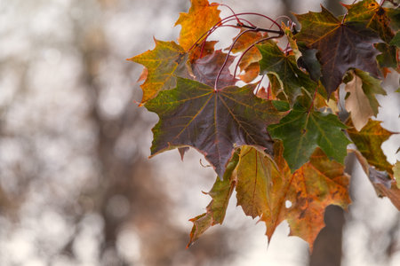 Autumn Yellow and Orange Maple Leaves. Autumn maple leaves backgroundの写真素材