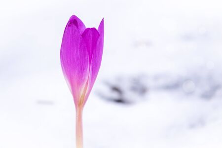 Purple crocus in the snow. Detail of purple crocus flowers. Spring colorsの写真素材