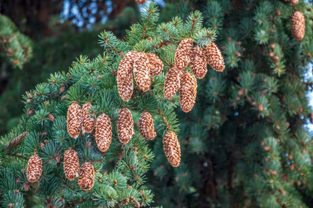 Fir branches with lots of cones. Lot of fir cones on spruce branch close up