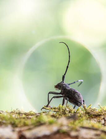Beetle large oak barbel - Cerambyx Cerdo sits on tree trunk. Beetle woodcutter. Blured background with copy space.の写真素材