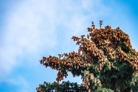 Green spruce branches with needles and cones against a blue sky. Many cones on spruce. Fir tree. Background image with copy space.の写真素材