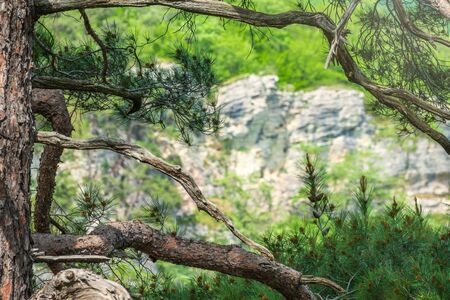 Pine on a green mountainside in spring or summer.の写真素材