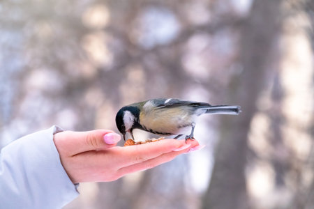 Girl feeds a tit from a palm. A bird sits on a woman's hand and eats seeds. Caring for animals in...