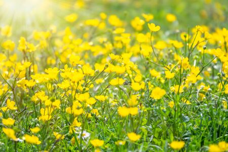 Green meadow with yellow wildflowers in the sunshine. Meadow morning. Nature background with grass and wildflowers field. Lawn in the sunlight. Soft focus. Sunrise or sunsetの写真素材