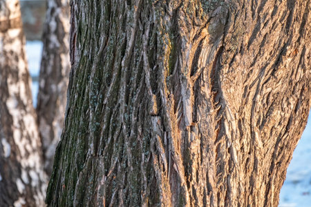 The texture of the bark of an old willow. Detailed bark texture. Natural background