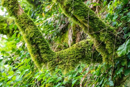 Trees overgrown with moss in a dense forest are lit by the sun. Spring or summer natural background.の写真素材