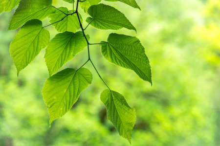 Green leaves of linden Tilia dasystyla on a green background. Tilia dasystyla is a deciduous lime...