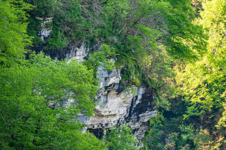 Rocky cliff in dense green forest. Spring colors in the mountain forest. Natural background. Spring...
