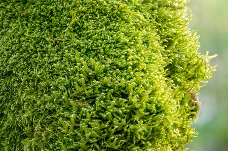 Soft thick moss in the forest is lit by the sun. Soft moss carpet. Detailed image of moss. Background image.の写真素材