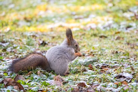 Squirrel eats nuts on green grass with yellow fallen leaves covered with first snow. Squirrel looking for food on the ground. Wild animal. Autumn forest. Eurasian red squirrel, Sciurus vulgarisの写真素材