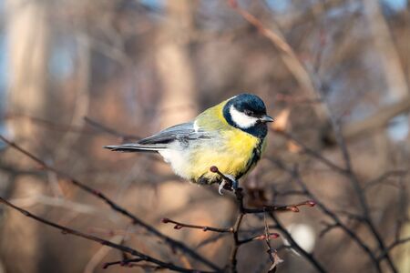 Cute bird Great tit, songbird sitting on the nice branch with beautiful autumn background. Parus majorの写真素材