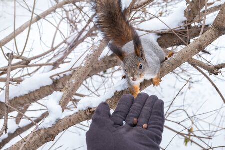 The squirrel sits on a branch in the winter and eats nuts from a hand. Eurasian red squirrel, Sciurus vulgarisの写真素材