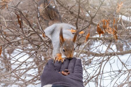 The squirrel sits on a branch in the winter and eats nuts from a hand. Eurasian red squirrel, Sciurus vulgarisの写真素材