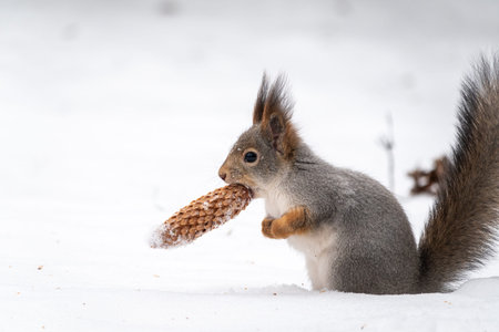 Squirrel with a fir cone in his mouth sitting on snow in winter forest.の写真素材