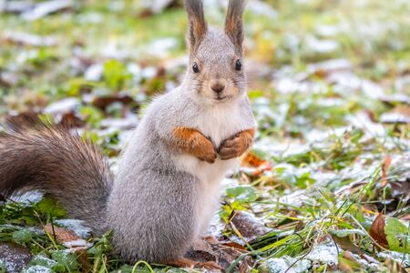 Autumn squirrel sits on green grass with yellow fallen leaves covered with first snow. Squirrel looking for food on the ground. Wild animal. Autumn forest. Eurasian red squirrel, Sciurus vulgarisの写真素材
