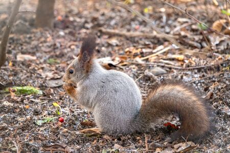 Squirrel eats nuts on fallen leaves covered with first snow. Squirrel looking for food on the ground. Wild animal. Autumn forest. Eurasian red squirrel, Sciurus vulgarisの写真素材