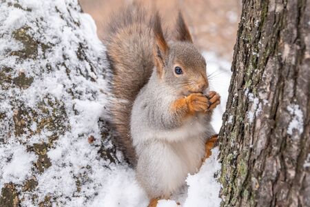 Squirrel in winter sits on a tree branch with snow. Eurasian red squirrel, Sciurus vulgaris, sitting on branch covered with snow in winter.の写真素材