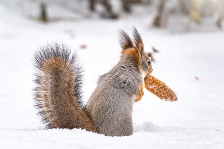 A rear view of a squirrel with a fir cone in the mouth sitting on snow in winter forest. The magnificent tail of a squirrel. Eurasian red squirrel, Sciurus vulgarisの写真素材