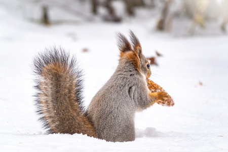 A rear view of a squirrel with a fir cone in the mouth sitting on snow in winter forest. The...