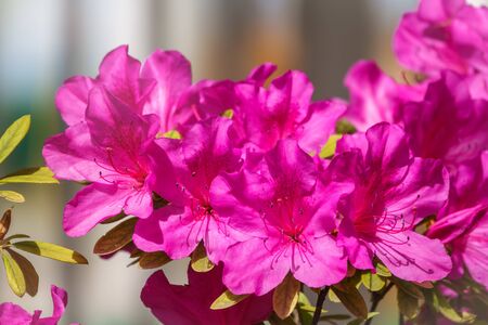 Pink rhododendron blossoms with a beautiful blur. Rhododendron hybridum.の写真素材