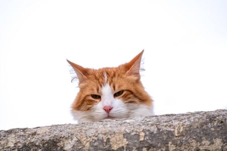 Red cat peeks out from behind a stone fence on a white backgroundの写真素材