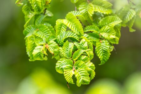 Bright green leafs lit by sun light. The green leaves of elm are lit by the sunの写真素材