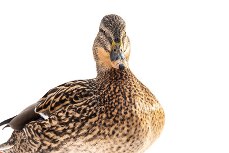 Female duck on the wuite snow background. Mallard, lat. Anas platyrhynchos, femaleの写真素材