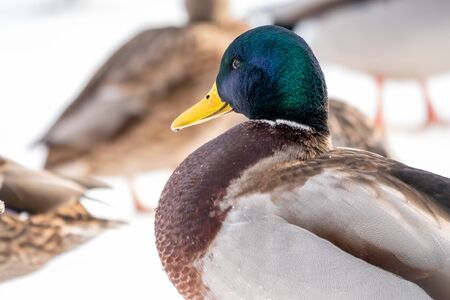 Male duck on the wuite snow background. Mallard, lat. Anas platyrhynchos, maleの写真素材
