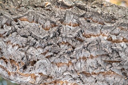Texture of embossed bark of an old maple. Texture of the bark of old maple tree. Cracked bark, embossed texture of the mapleの写真素材