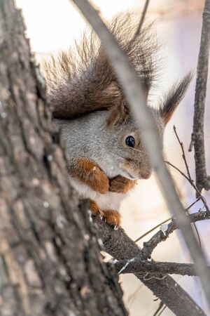 The squirrel sits on a branches in the winter or autumn. Eurasian red squirrel, Sciurus vulgarisの写真素材