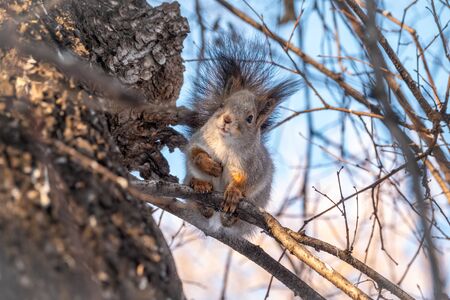 The squirrel sits on a branches in the winter or autumn. Eurasian red squirrel, Sciurus vulgarisの写真素材