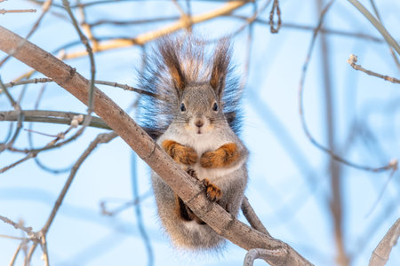 The squirrel sits on a branches in the winter or autumn on blue sky background. Eurasian red...