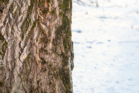 Relief texture of the brown bark of a tree with green moss on it. Texture of the bark of an old poplar with moss and snow.の写真素材