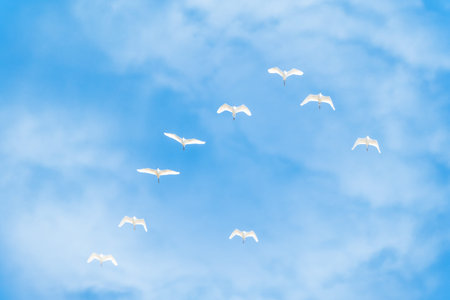 Wedge of white cranes in the blue cloudy sky. Migratory Birds Flying on blue sky. The Siberian...