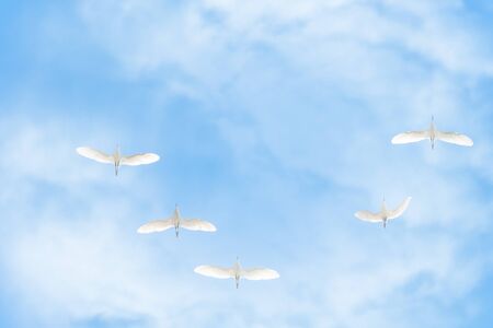 Wedge of white cranes in the blue cloudy sky. Migratory Birds Flying on blue sky. The Siberian crane, Leucogeranus leucogeranus, or Siberian white crane is a bird of the family Gruidae, the cranes.の写真素材