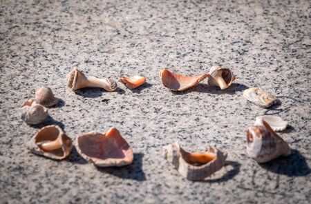 Small seashells lie on a stone slab. Seashells and small stones lying on a huge granite flat stoneの写真素材