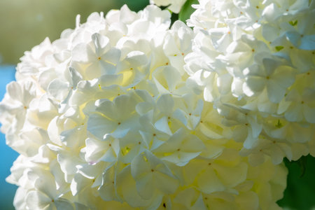 Lush white flowers of viburnum roseum. White flowers with blurred background.
